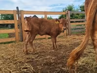 Vaca, Simmental cattle — foto 1