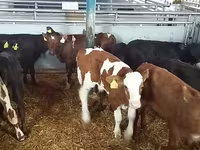 Bik, Simmental cattle — fotografija 3