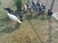 Turkeys — Foto 5