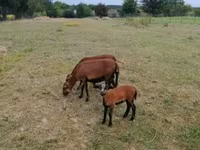 نعجة, Cameroon sheep — الصورة 2