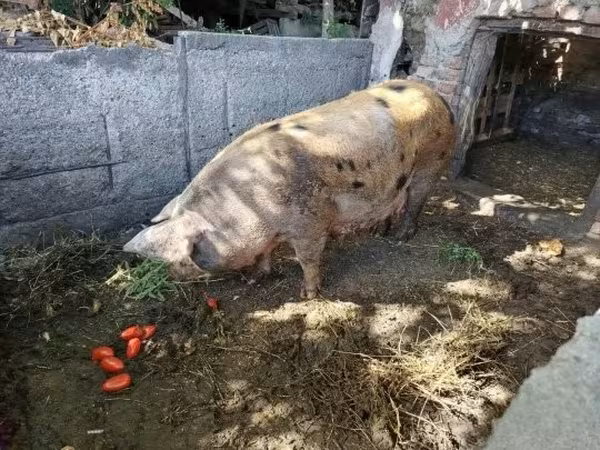 Locha,  — Węgry