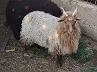भेड़, Racka sheep — फ़ोटो 5