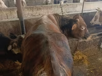 Bull, Cattle — photo 4