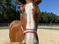 Cavalo, Belgian Draught — foto 3