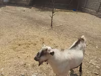 Kozioł, Saanen goat — zdjęcie 3