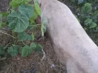 सूअर (लॉट, लिंग निर्दिष्ट नहीं), सूअर — फ़ोटो 1