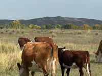 Cow, Kazakh White-headed cow — photo 5