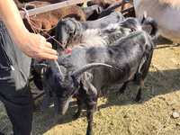 Jarac, Beetal goats — fotografija 4