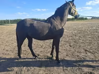 Koń, Nonius horse — zdjęcie 6
