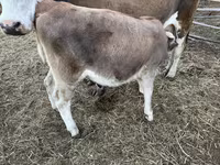 Cattle (batch, sex not specified), Simmental cattle — photo 2