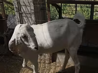 عنزة, Beetal goats — الصورة 2