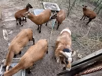 Baran, Cameroon sheep — zdjęcie 5