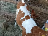 Krowa, Simmental cattle — zdjęcie 2