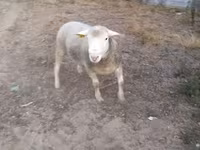 كبش, Ile-de-France sheep — الصورة 3