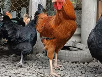 Chickens — 写真 1