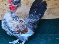 Chickens — Foto 8