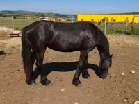 Kobyła, Friesian — zdjęcie 2