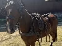 Koń, Hackney horse — zdjęcie 3