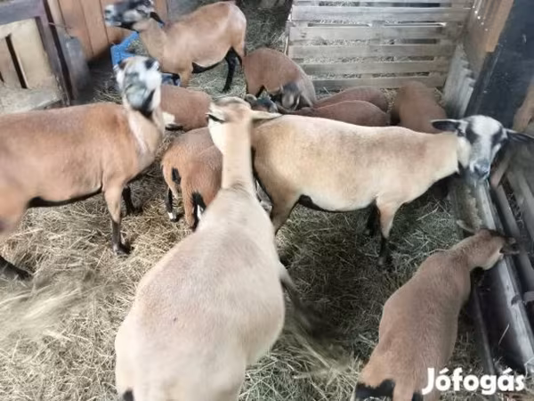 Oveja, Cameroon sheep
