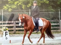 Pastuv, Quarter Horse — fotografija 5