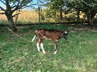 Krava, Simmental cattle — fotografija 2