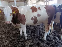 Krava, Simmental cattle — fotografija 2