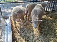 मेढ़ा, Ile-de-France sheep — फ़ोटो 3