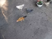 Chickens — fotografija 4