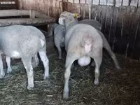 كبش, Ile-de-France sheep — الصورة 2