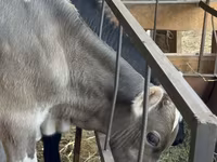 Bull, Alatau breed — photo 3
