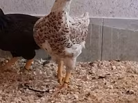 Chickens — الصورة 7