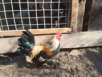 Bantam — fotografija 2