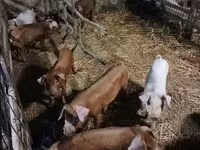 Шошқалар (топ, жынысы көрсетілмеген), Шошқалар — 2-сурет