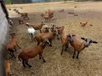 Bélier, Cameroon sheep — photo 1