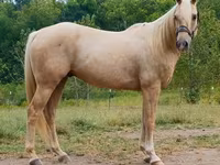 Pastuv, Quarter Horse — fotografija 2
