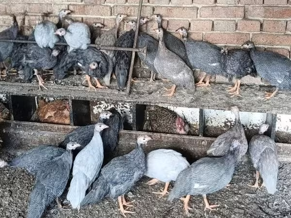 Guinea fowl