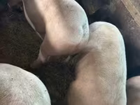 Cerdos (lote, sexo no especificado), Cerdos — foto 2