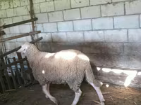 Ovan, Lacaune sheep — fotografija 4