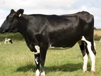 Vaca, Raça Jersey — foto 7