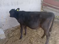 Krava, Russian Black pied cattle — fotografija 5