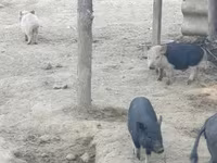 मादा सूअर, सूअर — फ़ोटो 6