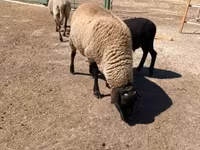 Carnero, Suffolk sheep — foto 4