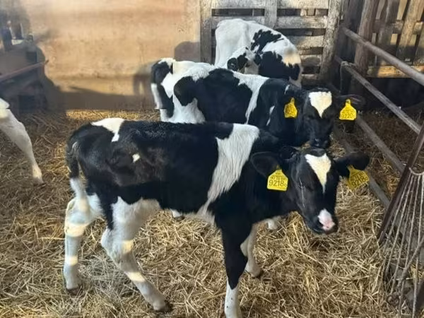 Buqa, Russian Black pied cattle