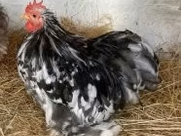 Pekin-Zwerg