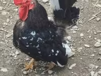 Chickens — fotografija 3