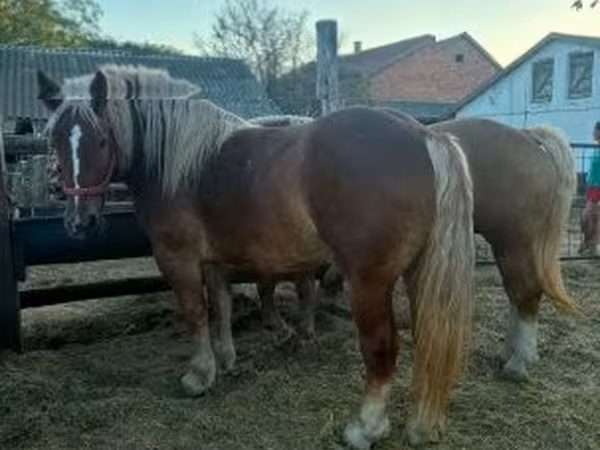 فرس, Hungarian horse breed