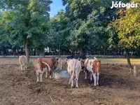 母牛, Simmental cattle — 照片 4
