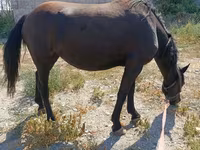 Kobila, Skyros Pony — fotografija 3