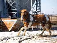 Pastuv, Pinto horses — fotografija 2