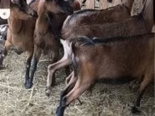 Вівця, Alpines Steinschaf sheep